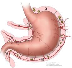 Stomach cancer is a cancer that's found anywhere in the stomach. Current Treatment And Recent Progress In Gastric Cancer Joshi 2021 Ca A Cancer Journal For Clinicians Wiley Online Library