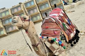 Before long, the arab was snoring. The Camel The Egyptian Civilization Guide Ship Of The Desert
