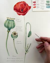 Image result for Papaveraceae