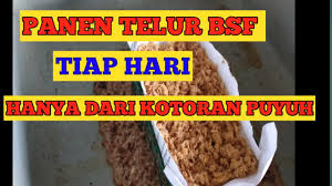 Maggot sangat mudah didapat dan banyak. Maggot Dari Kotoran Puyuh Feeding Maggot Black Soldier Fly Using Quail Manure Youtube