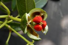 Image result for Sapium