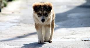 The cockade of france is the national ornament of france, obtained by circularly pleating a blue, white and red ribbon. Reha Hutin The Local France