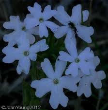 Image result for Verbena aristigera