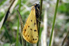 Image result for Setina roscida