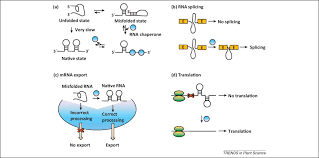 Check spelling or type a new query. Plant Rna Chaperones In Stress Response Trends In Plant Science