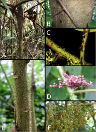 Image result for Scepocarpus hypselodendron