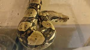 Crawl cay boas are a beautiful dwarf locality boa perfect for someone looking for a boa constrictor that can die cay caulker/belize boas werden in europa nur sehr selten gehalten. Cay Caulker Boa