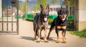 One way to determine the ancestry of your mixed breed is through a dna test. Rottweiler Vs Boerboel Breed Differences Similarities
