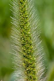 Image result for Setaria viridis