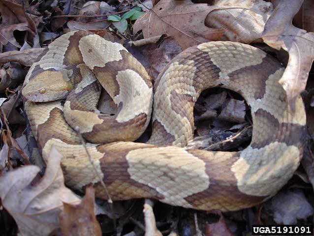 Broad-Banded Copperhead