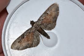 Image result for Eupithecia icterata