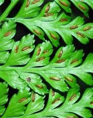 Image result for Asplenium musiraense