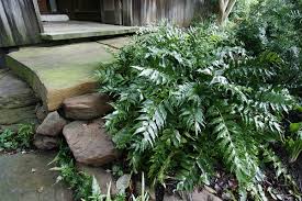 Maybe you would like to learn more about one of these? Cyrtomium Falcatum Aspidium Falcatum Fern Holly Fish Tail Holly Fern Japanese Holly Japanese Holly Fern Polystichum Falcatum North Carolina Extension Gardener Plant Toolbox