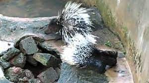 So pristine, real, wild and you experience the real bolivia. Sajaru In Bengali Nandan Kanan Youtube