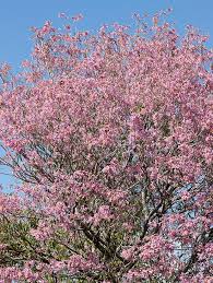 Image result for Handroanthus sp. near impetiginosus
