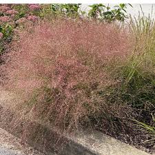 Image result for Eragrostis inamoena