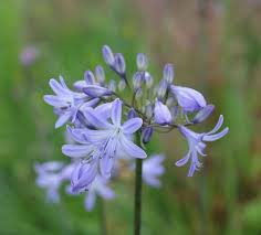 Check out our light up flower selection for the very best in unique or custom, handmade pieces from our shops. Agapanthus Bloemfontein Light Blue Flowers Excellent Garden Plant