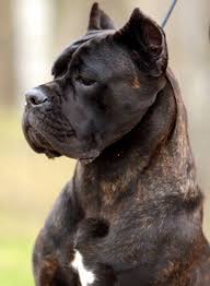 Cane Corso Cane Corso 2020 Cane Corso Kopek Turleri Kopek