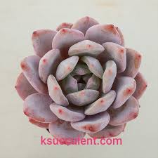 Echeveria Monroe Echeveria Planting Succulents Succulents