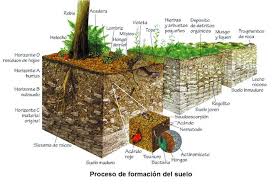 Estudiando La Tierra Suelo Plant Science Soil Agronomy