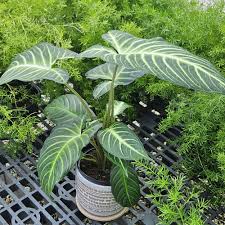 Image result for Zanthoxylum lindense