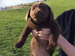 Central indiana labrador rescue & adoption's adoption process. Labrador Retriever Puppy Dog For Sale In Fort Wayne Indiana