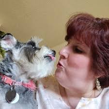 Introduction and photo of miniature schnauzers