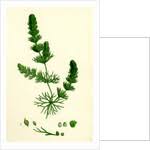 Image result for Ceratophyllum submersum