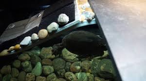 Turtles need to bask for a few this turtle basking platform diy is suitable for medium or small aquariums with small turtles inside. Diy Turtle Topper 180 Gallon Aquarium For Red Eared Sliders Basking Area By Chaktastic Diy