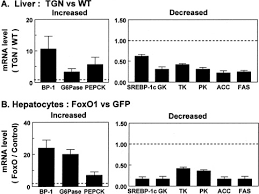 From wikipedia, the free encyclopedia. Foxo1 Regulates Multiple Metabolic Pathways In The Liver Journal Of Biological Chemistry