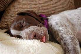 Beautiful, intelligent, playful, and friendly! Sh H H German Shorthaired Pointer Dog Sleeping Dogs Dogs