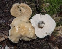 Image result for Hylodesmum repandum
