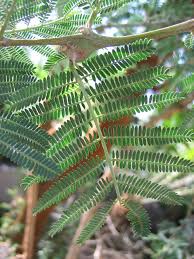 Image result for Acacia goetzei