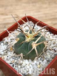 Image result for Gymnosporia oxycarpa