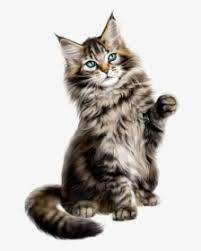Some examples of this might be siamese and maine coon mixes or persian and maine coon mixes. Collection Of Free Vector Cat Persian Maine Coon Mixed With Norwegian Forest Cat Kittens Hd Png Download Kindpng