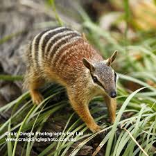 Numbats Are An Endangered Species Found In Australia Endangered Animals Australian Animals Animals Beautiful