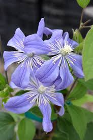 Image result for Clematis