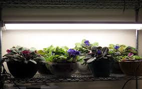 We did not find results for: Inside Urban Green International African Violets In Bubble Sips Growing Under Led Shop Lights