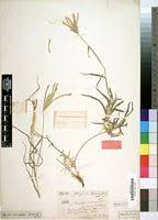 Image result for Cynodon incompletus