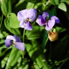 Image result for Vigna vexillata