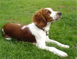 An owner of a welsh. Welsh Springer Spaniel