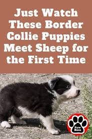 Just Watch These Border Collie Puppies Meet Sheep For The First Time Border Collie Puppies Collie Puppies Border Collie
