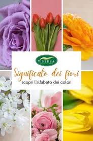 Fucsia è il nome di una varietà di piante ornamentali caratterizzate da fiori dai colori vivaci, che possono la fucsia è una nota pianta. 170 Idee Su Fiori E Piante Da Esterno Nel 2021 Piante Da Esterni Fiori Piante