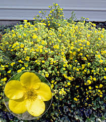 Fingerstrauch Goldfinger Bluhende Straucher Bei Baldur Garten