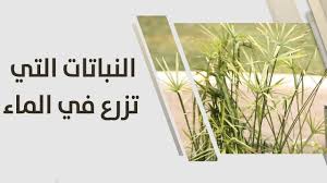 امل القيمري النباتات التي تزرع في الماء زراعة وبيئة Youtube