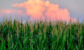 Maybe you would like to learn more about one of these? Growing Corn The Highlight Of Summer Epic Gardening