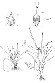 Image result for Kyllinga squamulata