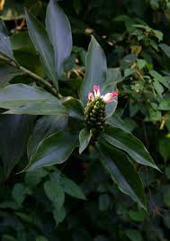 Image result for Costus afer