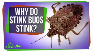 In short, yes, we do need some type of nourishment to survive. Why Do Stink Bugs Stink Youtube