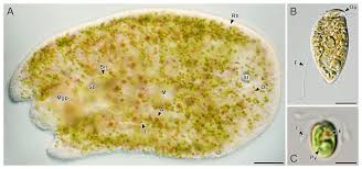 Image result for Microchloa altera